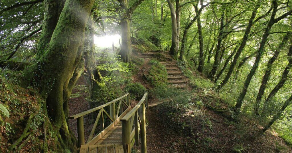“Moss-covered forest path with wooden steps and soft sunlight filtering through trees.”